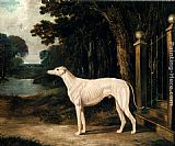 John Frederick Herring Snr Canvas Paintings - Vandeau, A White Greyhound